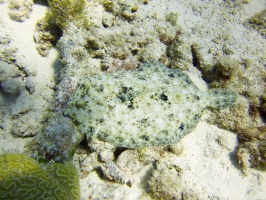 Peacock Flounder IMG 7426